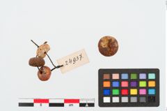 Foto von Perlenkette (NHMW-PRAE-024937)